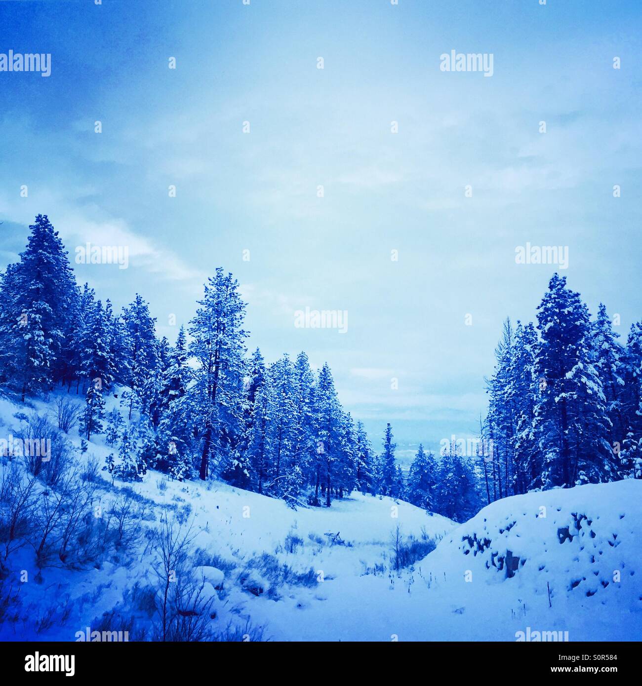 Winter landscape. Fresh snow covers an evergreen forest and path. - Smartphone Captured Stock Image