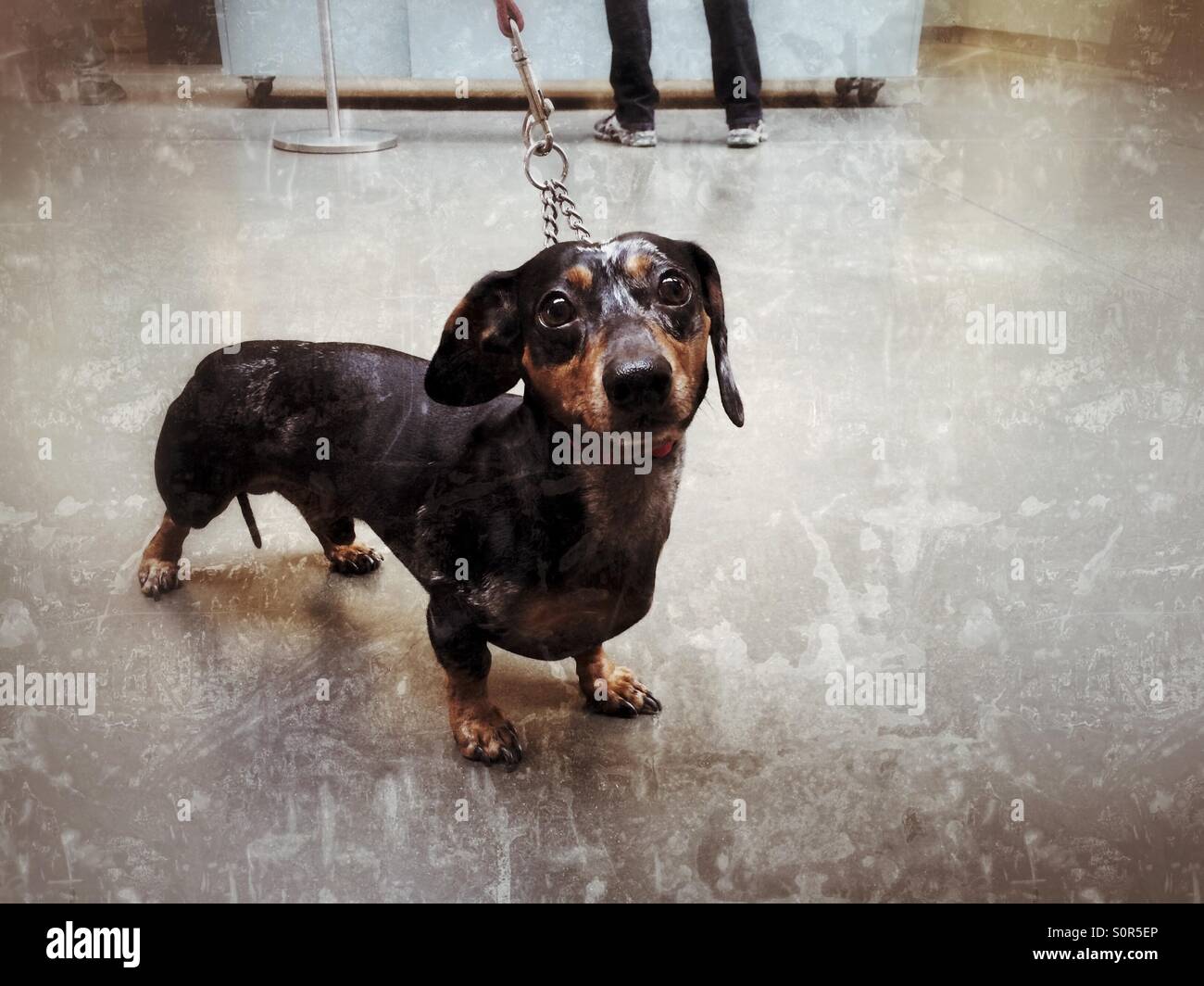 Wiener dog Stock Photo