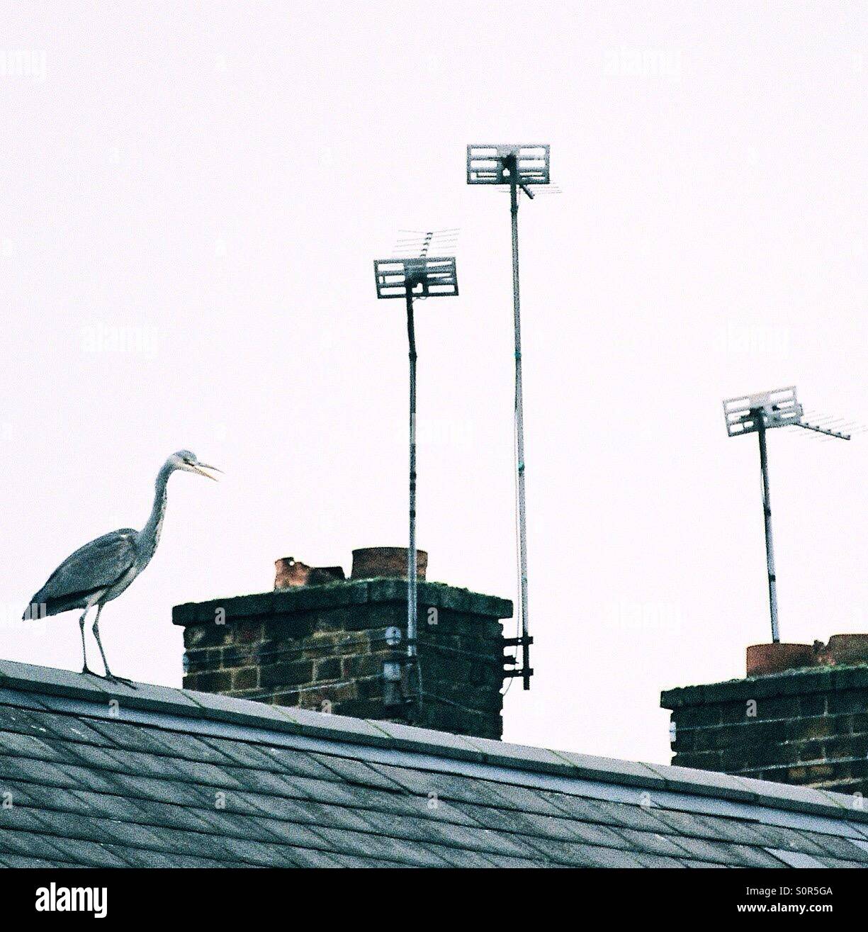 Bird on the roof. - Smartphone Captured Stock Image
