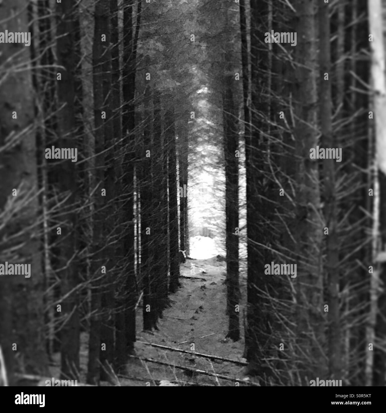 Woods black and white hi-res stock photography and images - Alamy