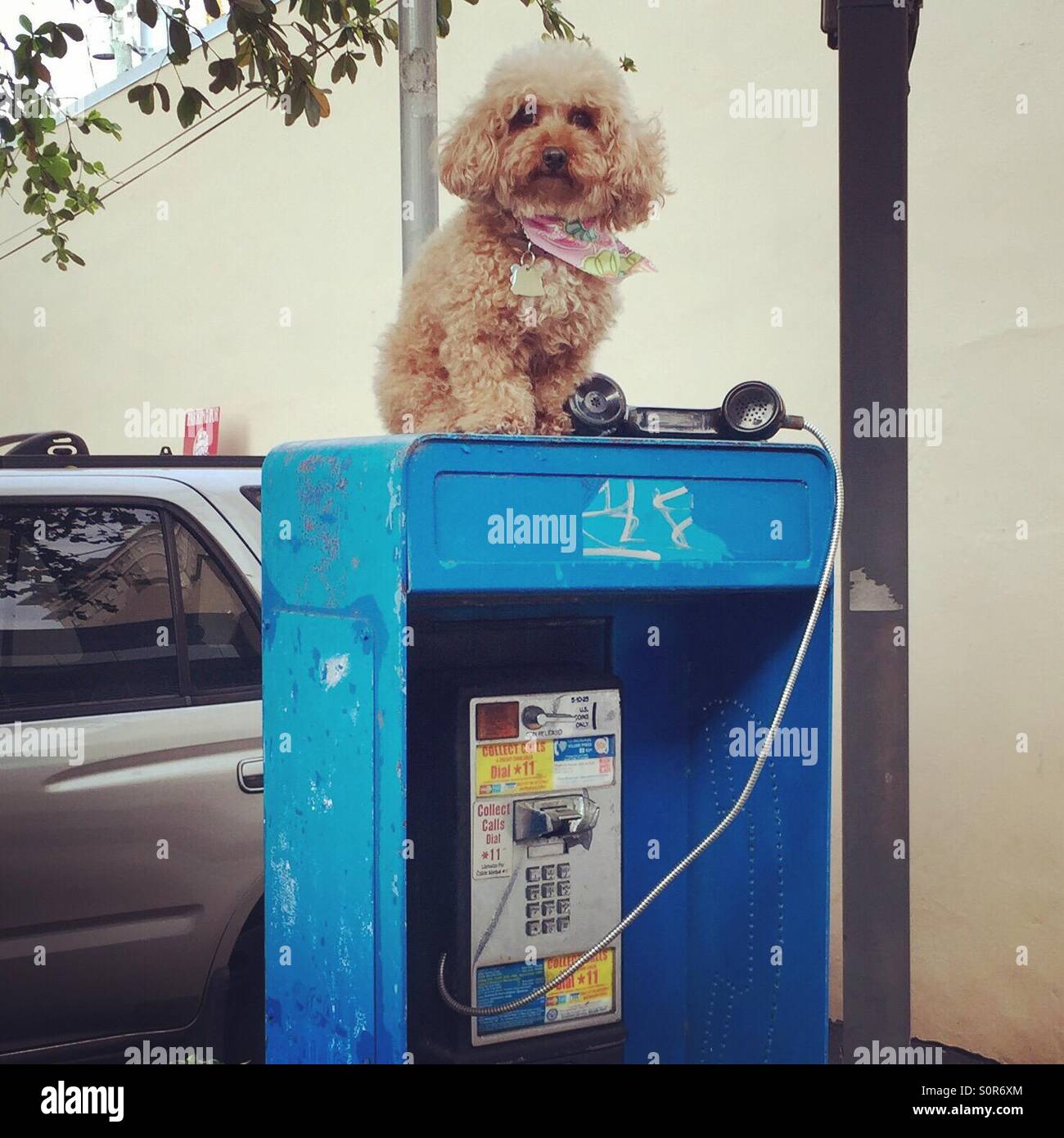 "Hello, Adele? It's me Stock Photo - Alamy