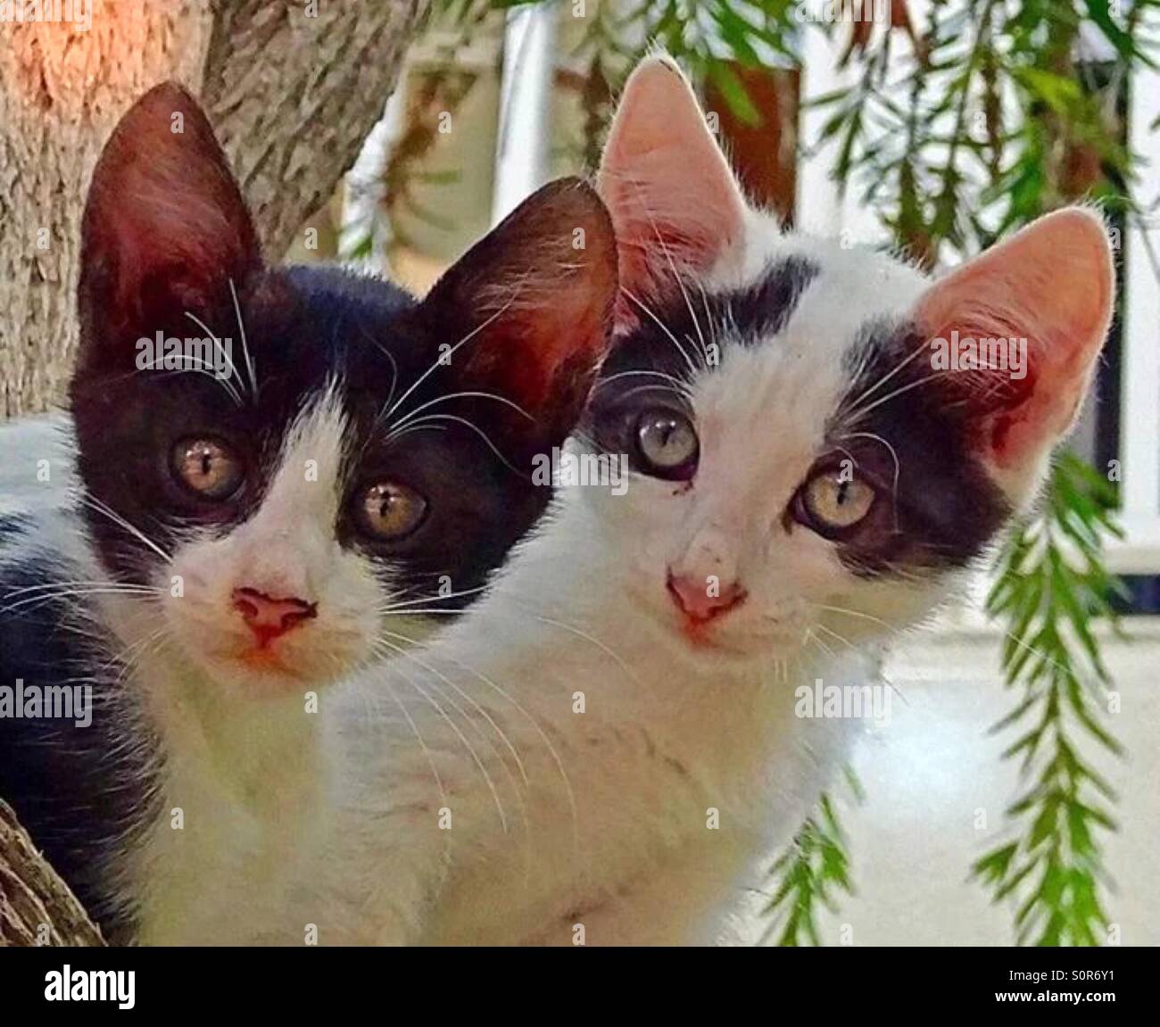 ..what a double Stock Photo Alamy