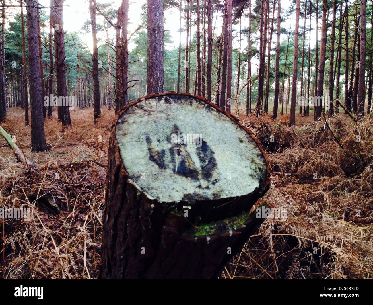Tree stump Rendlesham forest Suffolk UK - Smartphone Captured Stock Image