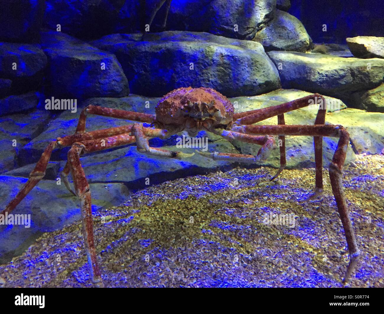 Spider crab Stock Photo