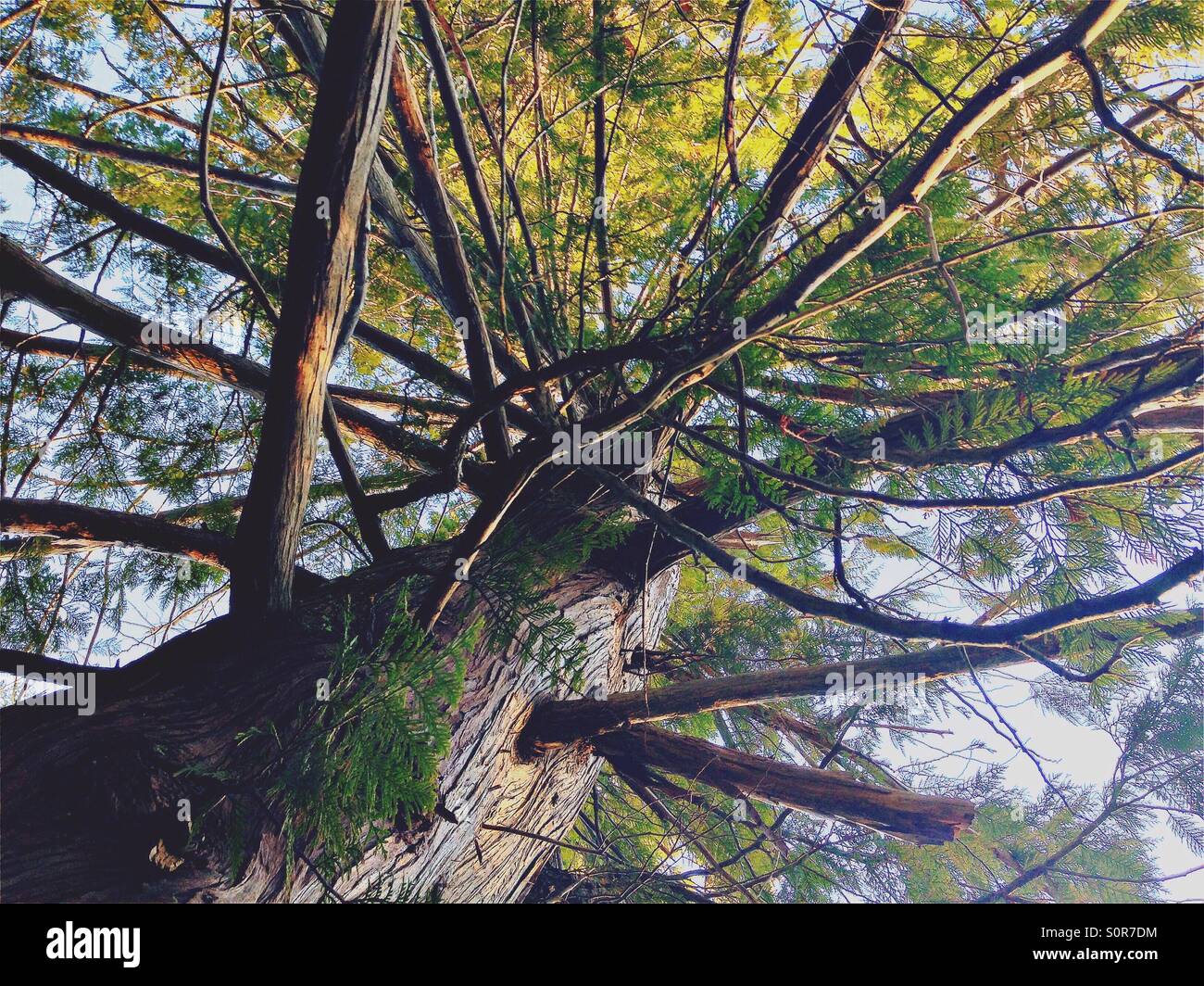 Looking up at a large tree and its spiral branches Stock Photo Alamy