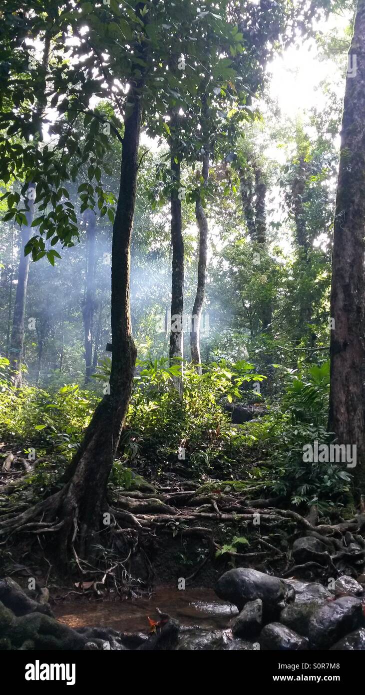 Rainforest grass tropical hi-res stock photography and images - Alamy
