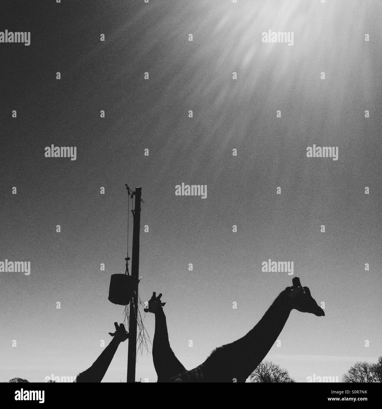 Folly farm giraffes Stock Photo
