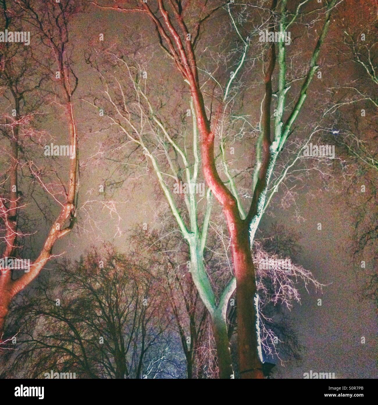 A bunch of trees unusually lit - Smartphone Captured Stock Image
