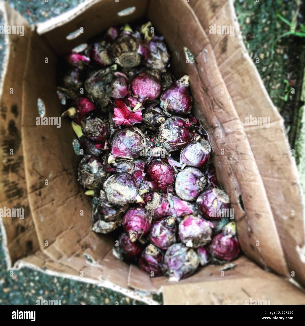 Bulbs before planting at Kingston Environment Centre, kingston Upon Thames, Surrey. - Smartphone Captured Stock Image