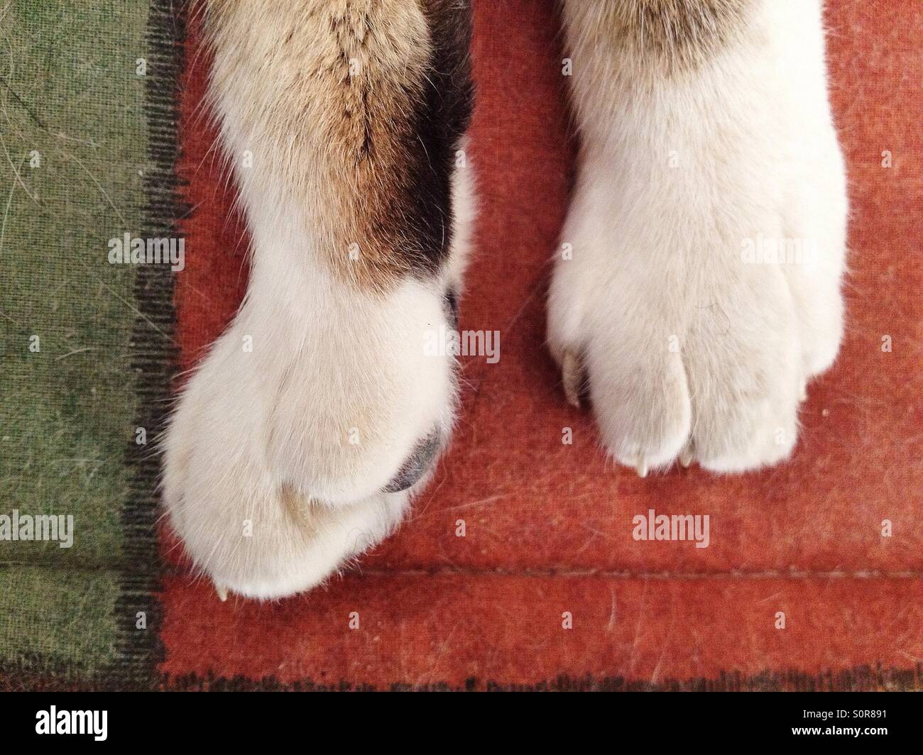 Close up of cat foots Stock Photo