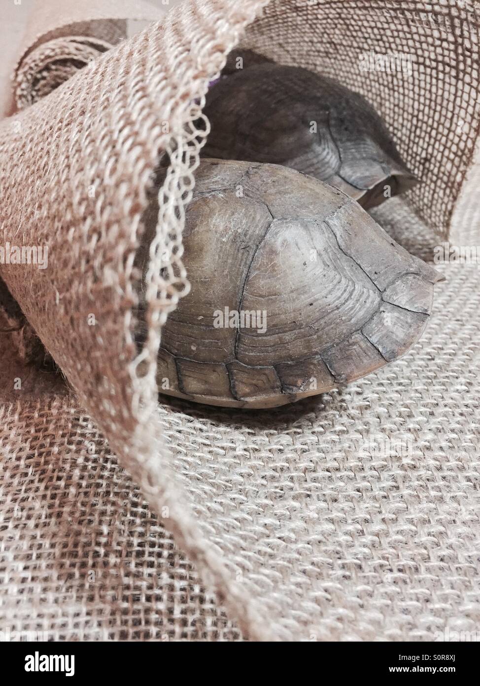 Turtle Nap time Stock Photo