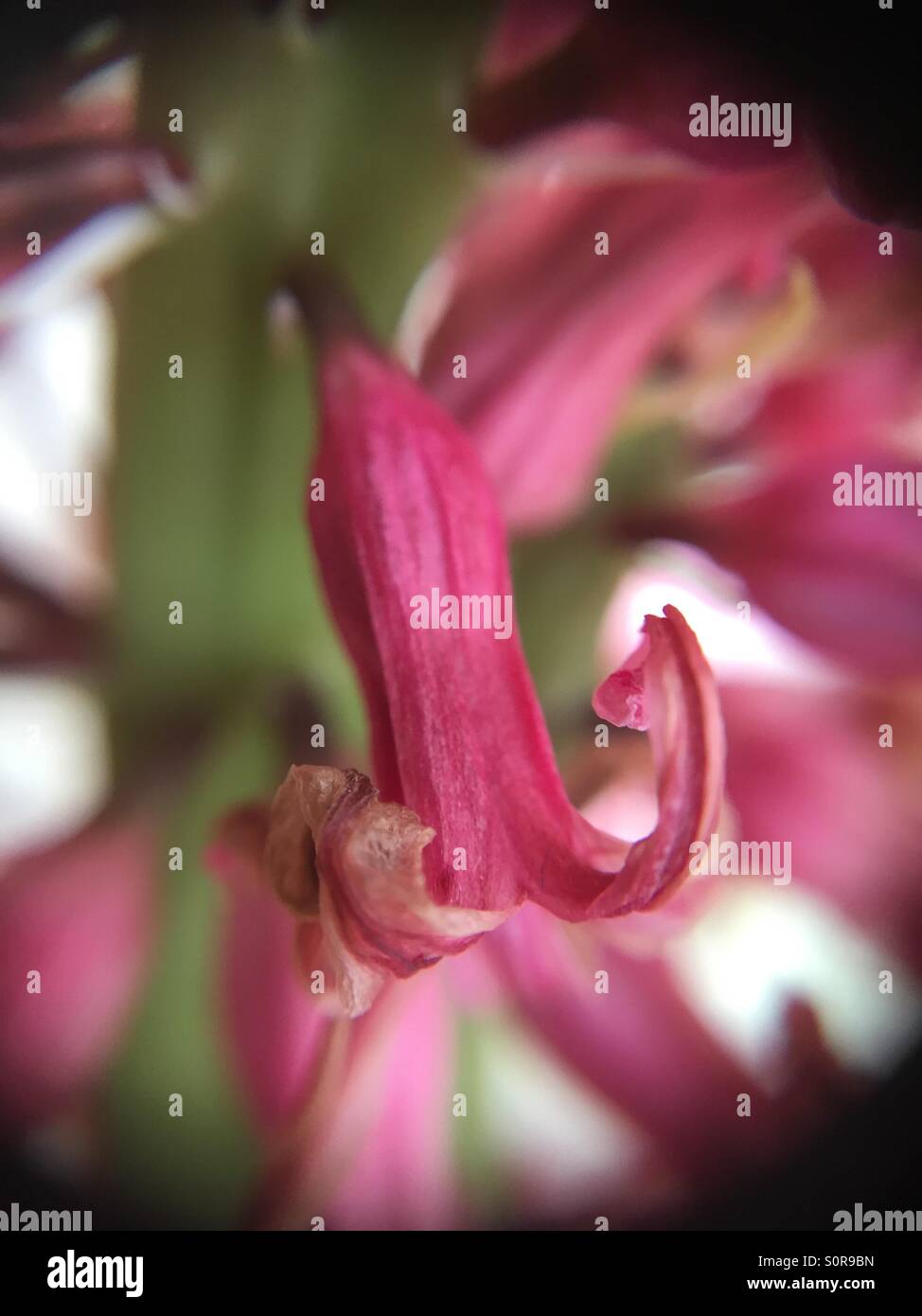 Dead pink hyacinth hires stock photography and images Alamy