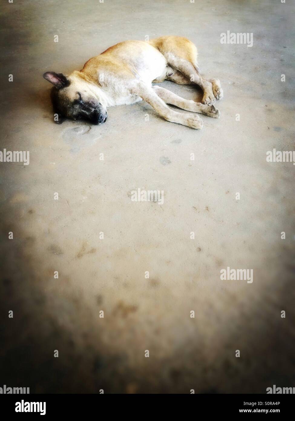 Stray dog sleeping on concrete floor in Bangkok, Thailand - Smartphone Captured Stock Image