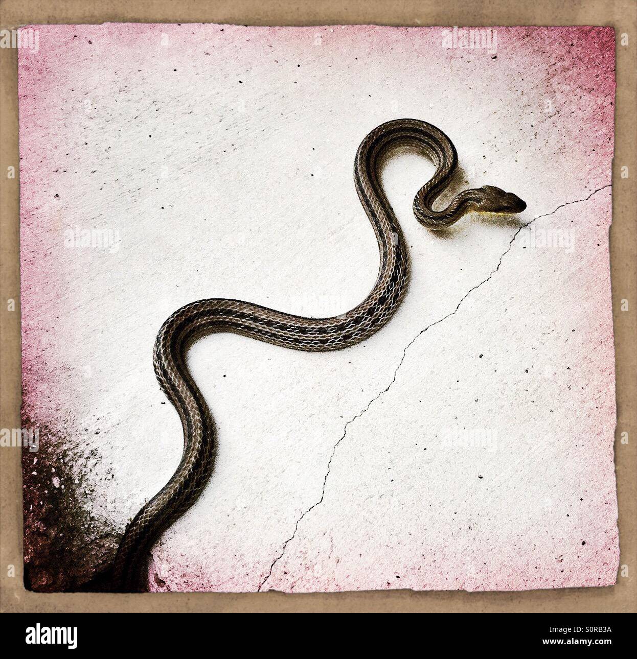 Snake on a concrete path Stock Photo Alamy