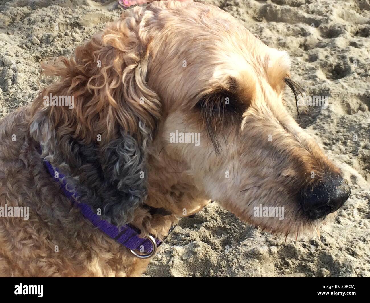 Dog with the longest eyelashes in the world Stock Photo Alamy
