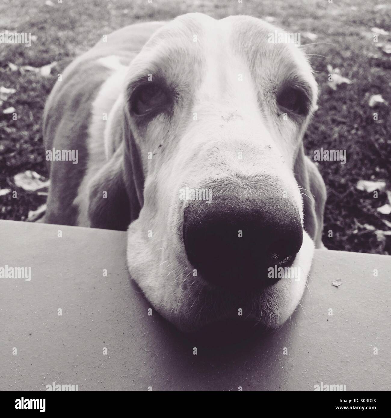 Sad basset dog face Stock Photo