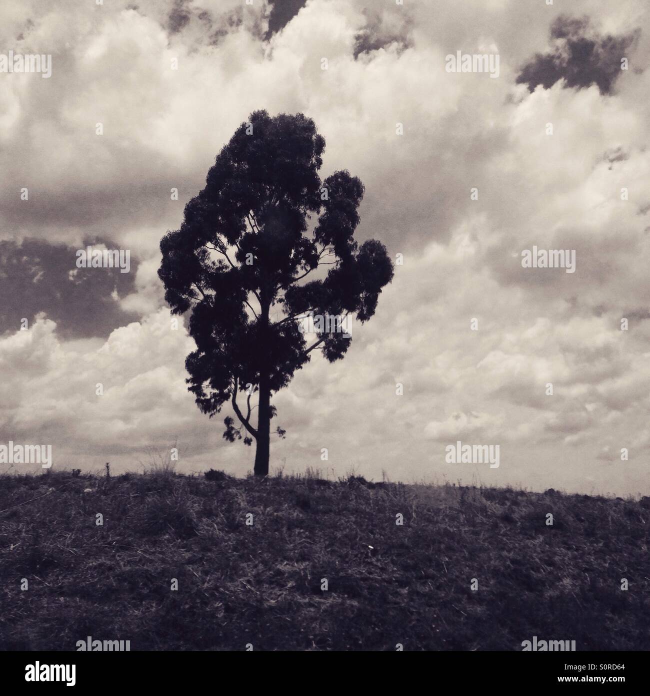 Dark tree on sky background Stock Photo Alamy