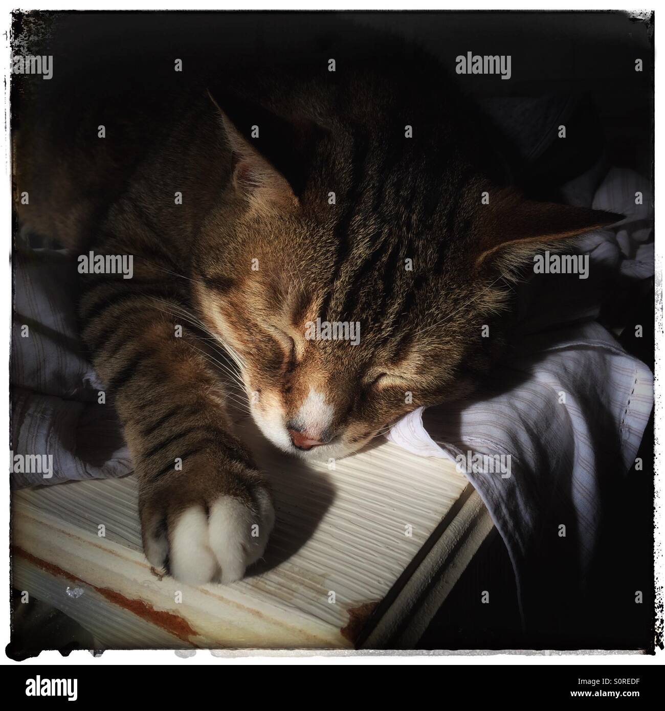 Sleeping cat on cupboard Stock Photo Alamy