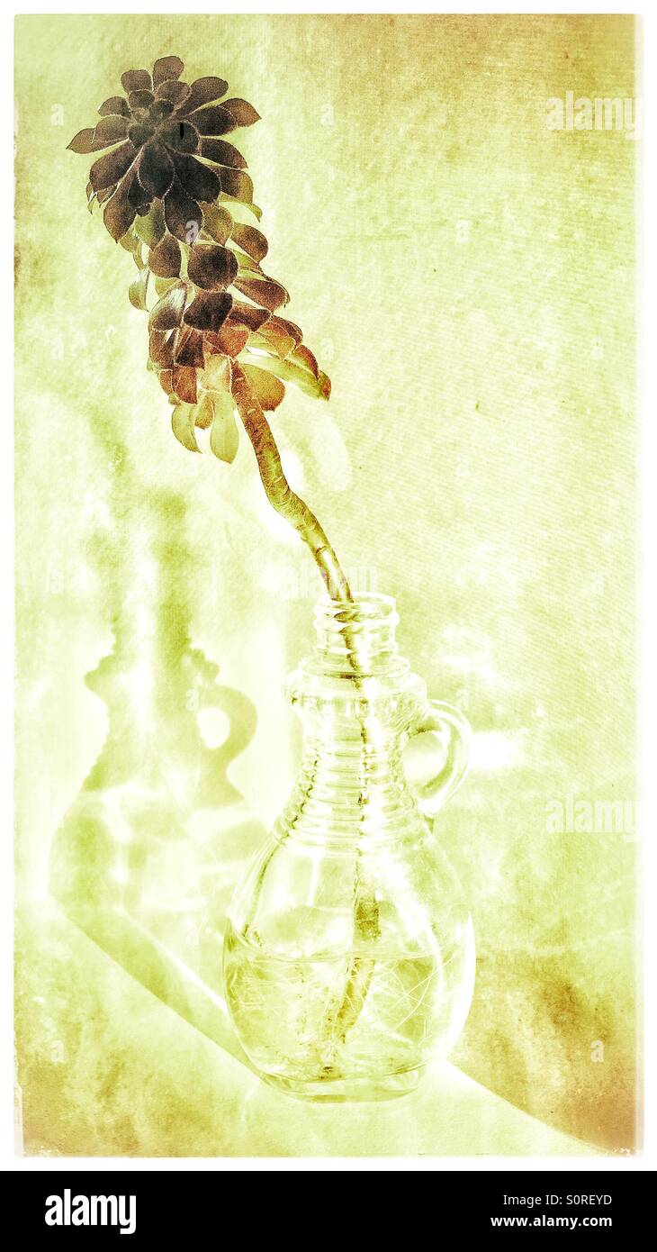 Succulent growing roots in a glass jug with a shadow Stock ...