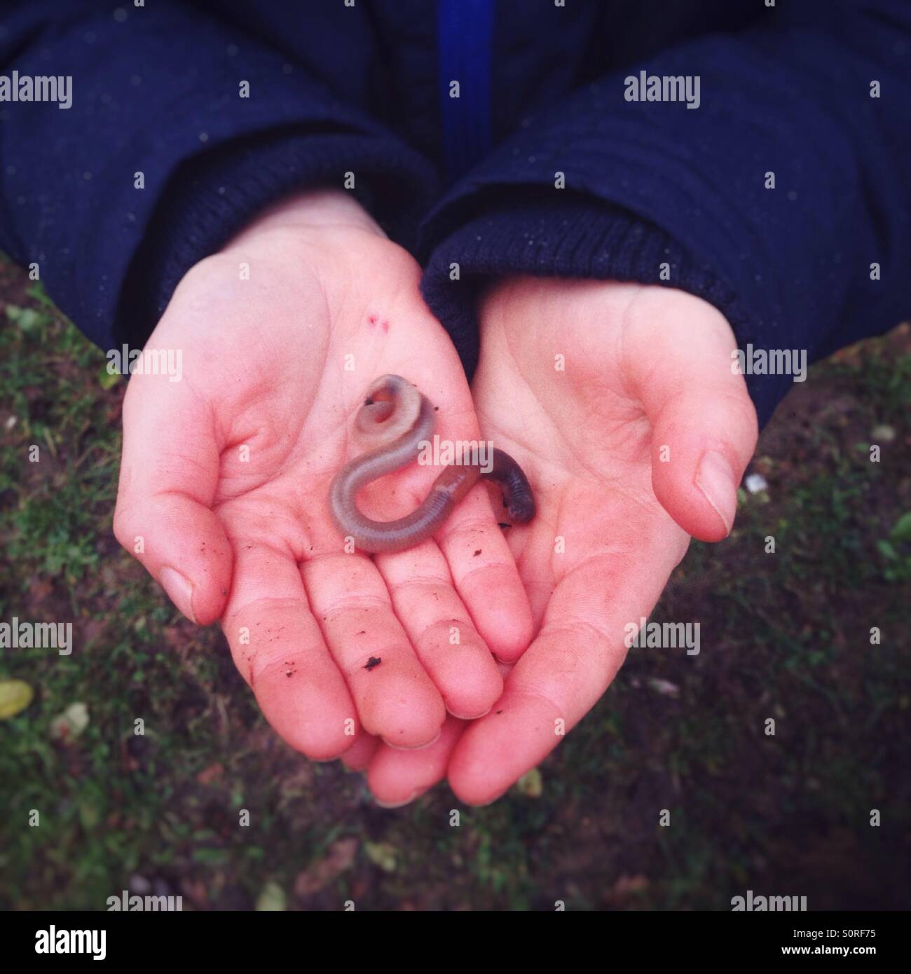 Earthworm in a boys hands - Smartphone Captured Stock Image