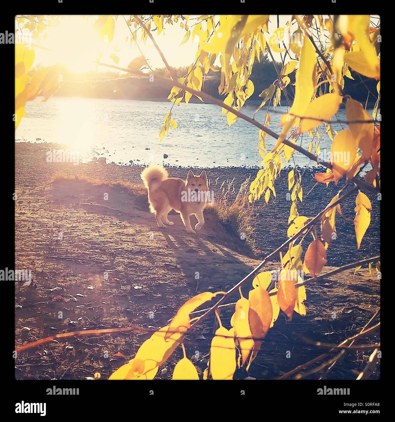 A dog on a riverbank in autumn. Stock Photo