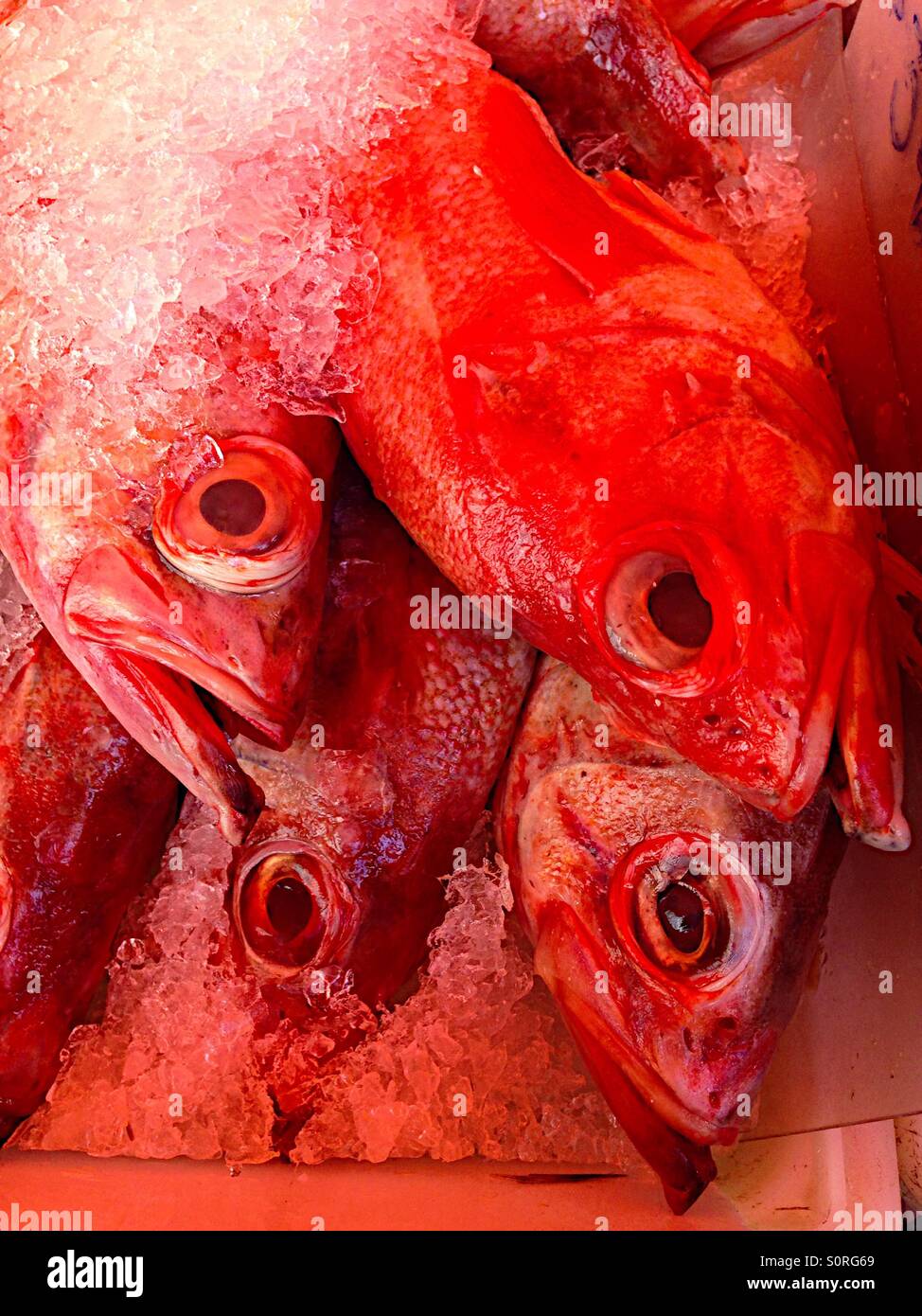 Fresh fish on ice - Smartphone Captured Stock Image