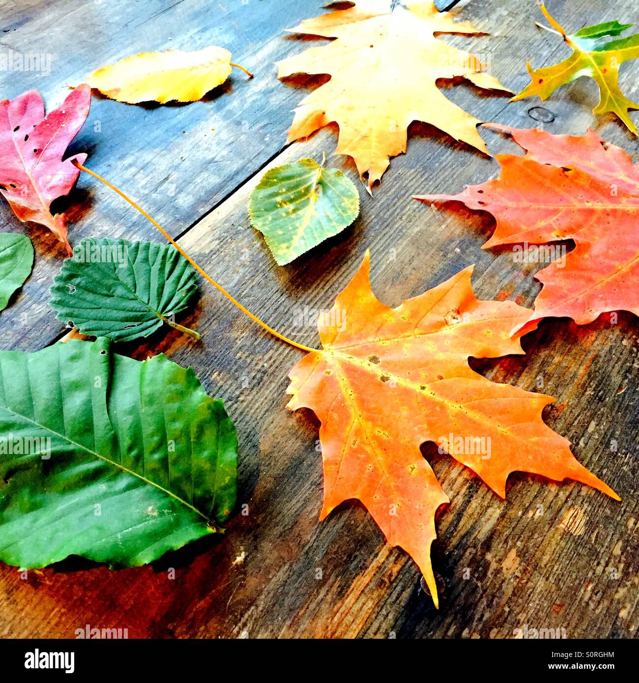 Colorful fall leaves on table Stock Photo