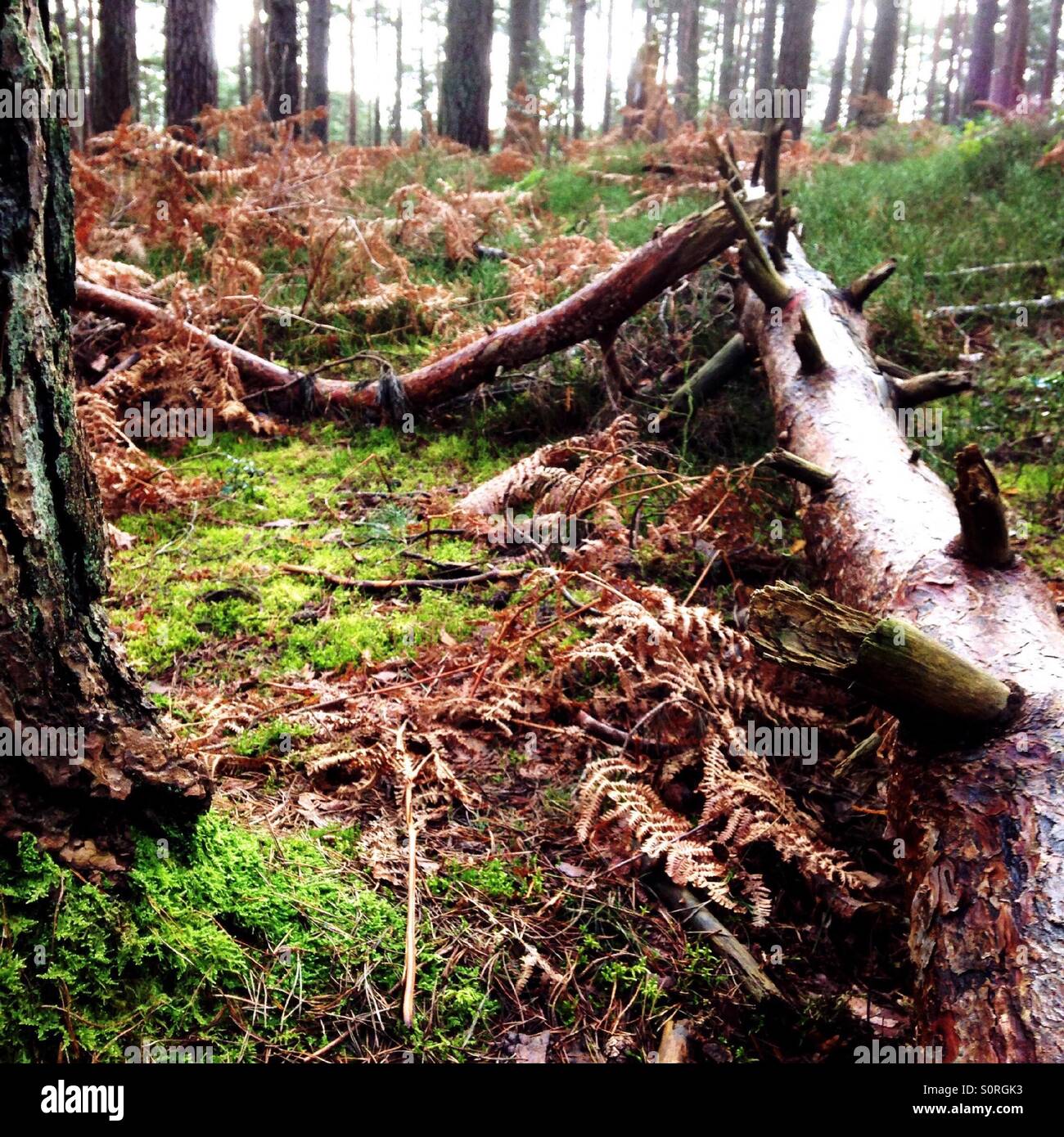 Broken tree - Smartphone Captured Stock Image