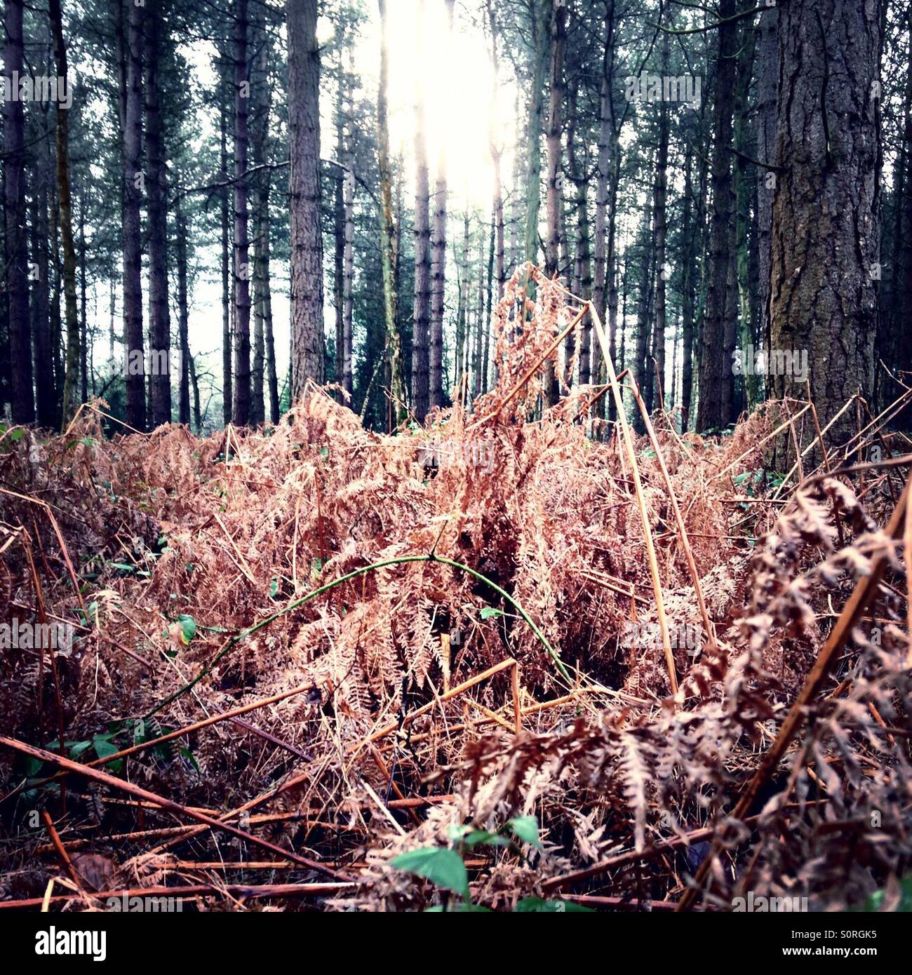 Bracken - Smartphone Captured Stock Image