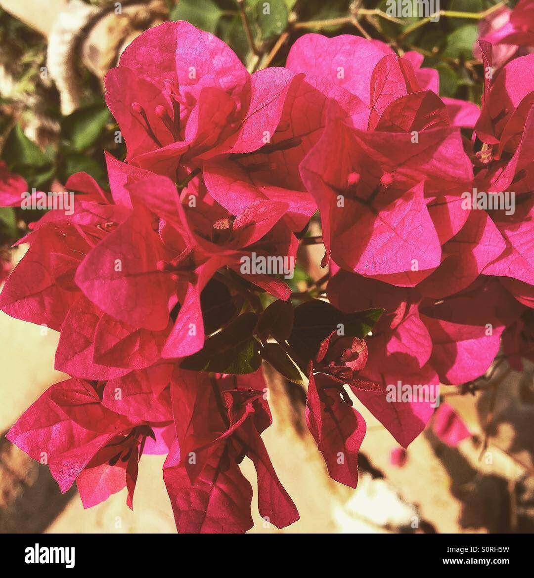 Beautiful pink flowers Stock Photo - Alamy