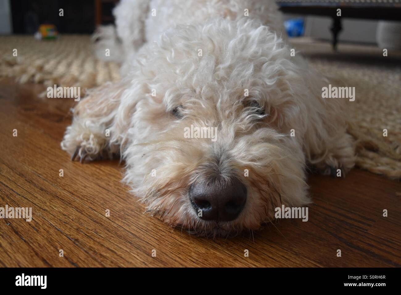 Nice doggy laying down on the floor Stock Photo