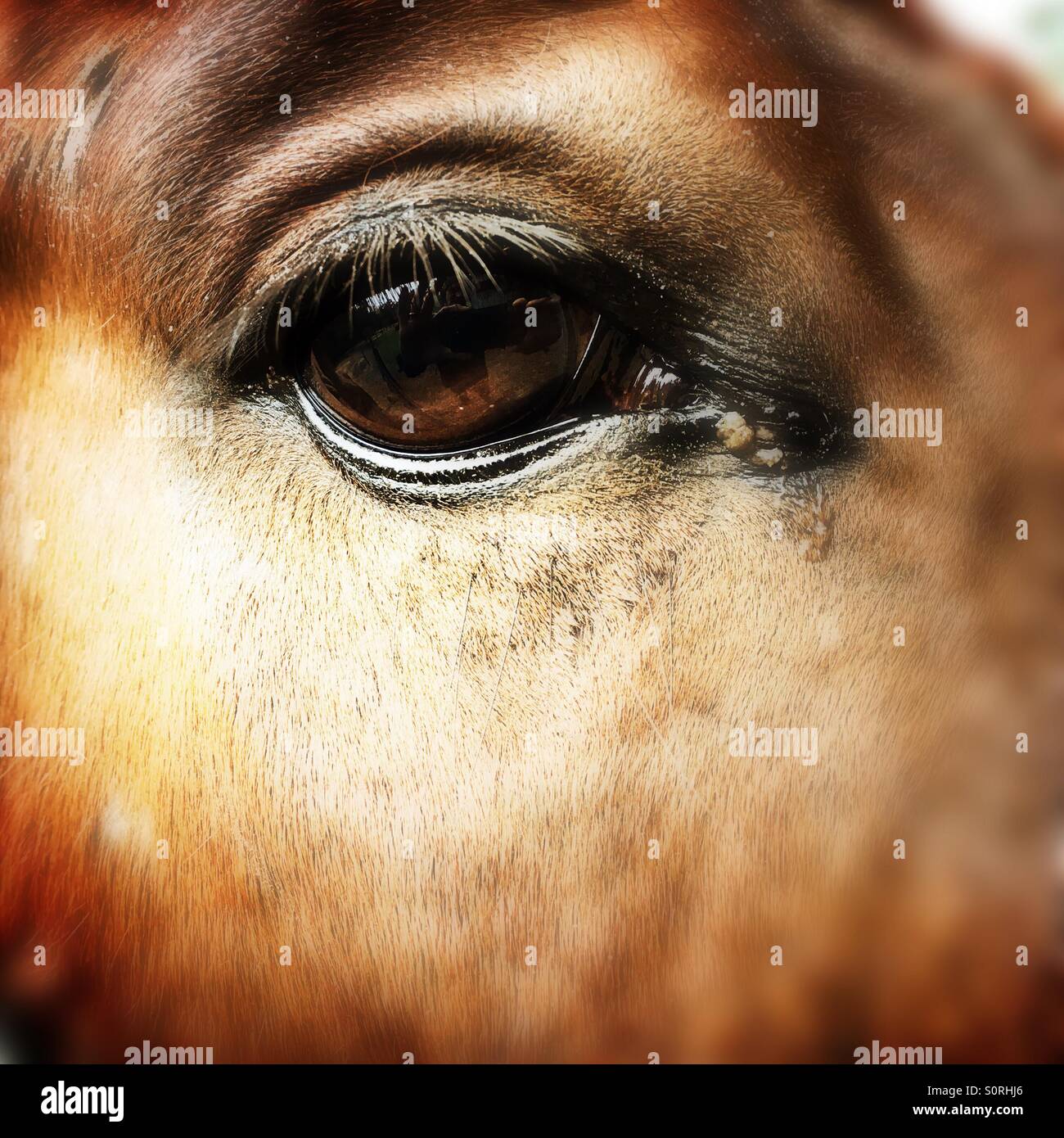 Horse eye Stock Photo