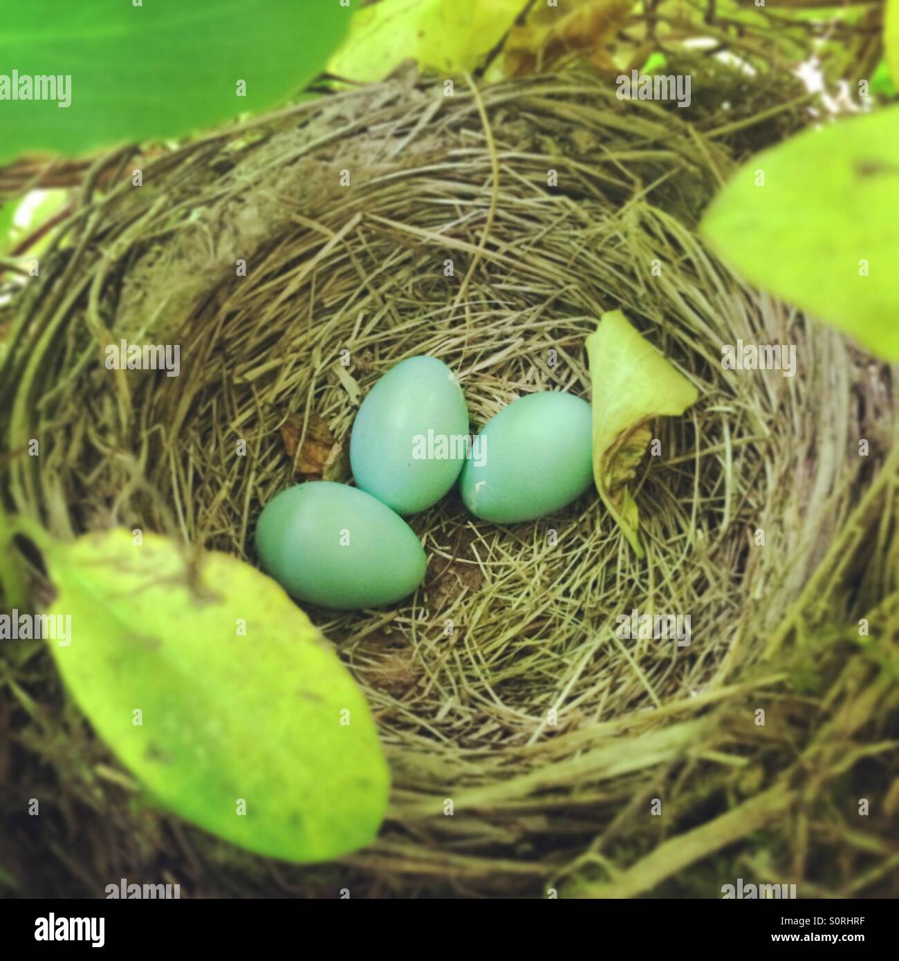 Robin egg hires stock photography and images Alamy
