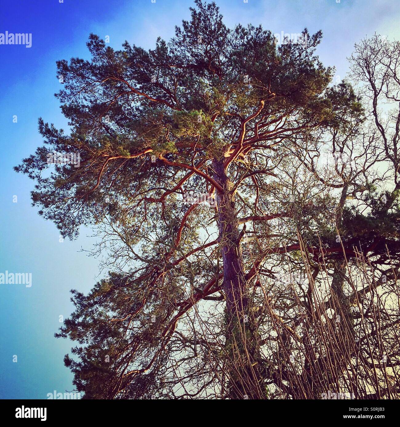 Tree in winter with blue sky Stock Photo - Alamy