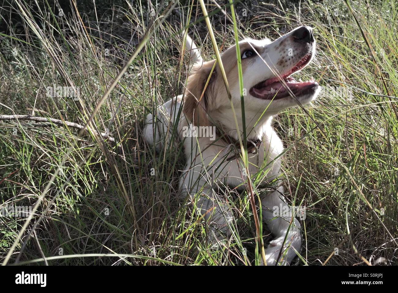 Puppy in a field Stock Photo