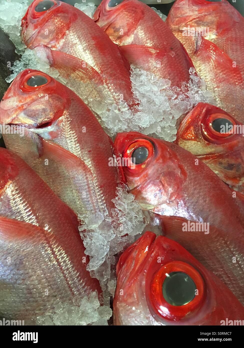 Fresh Atlantic fish Stock Photo
