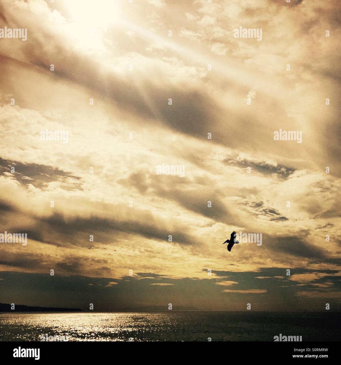 A pelican flies over the ocean. Manhattan Beach, California USA. - Smartphone Captured Stock Image