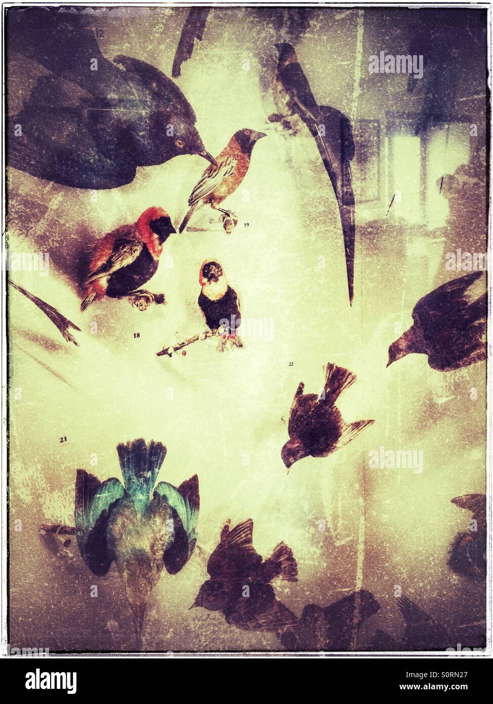 Stuffed birds in glass display case. - Smartphone Captured Stock Image