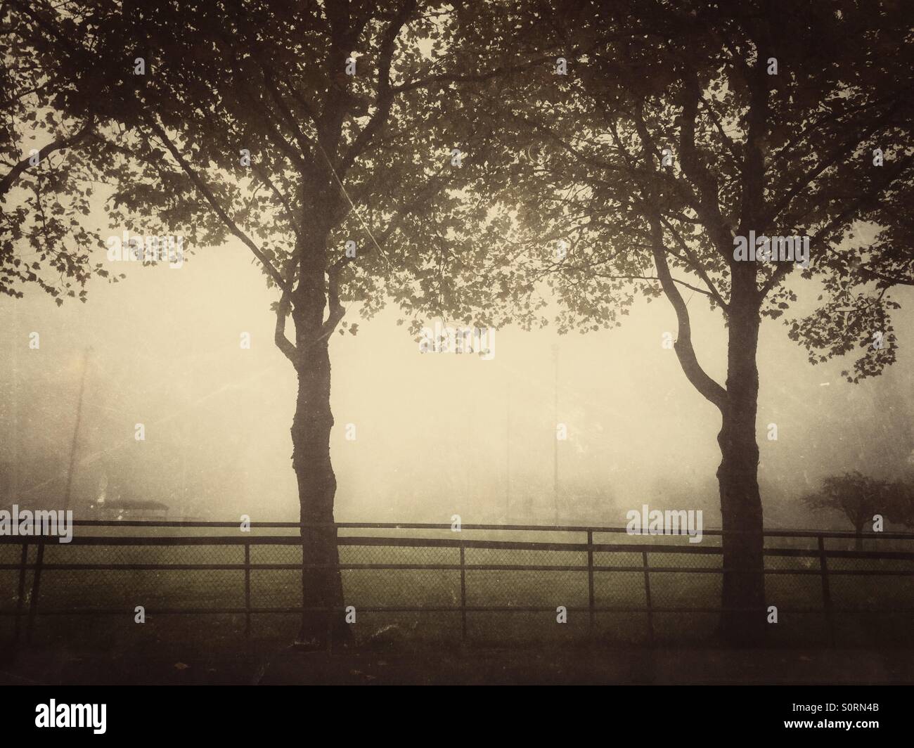 two trees in the fog - Smartphone Captured Stock Image