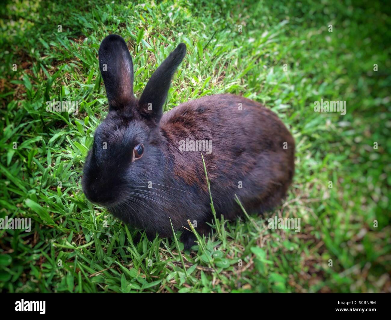 Black rabbit. - Smartphone Captured Stock Image
