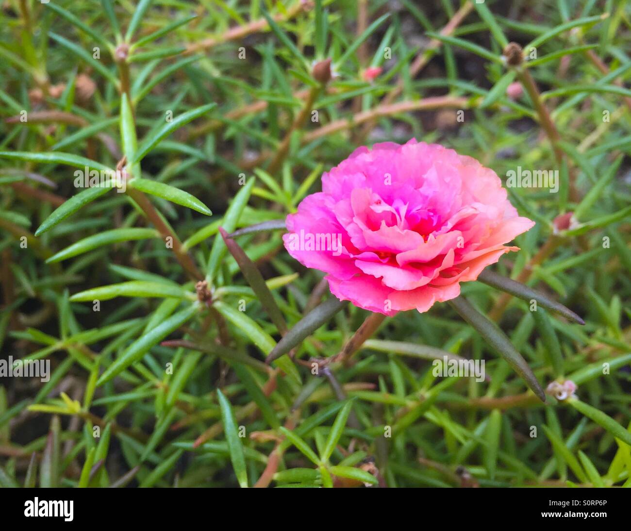 Rose among the thorns hires stock photography and images Alamy