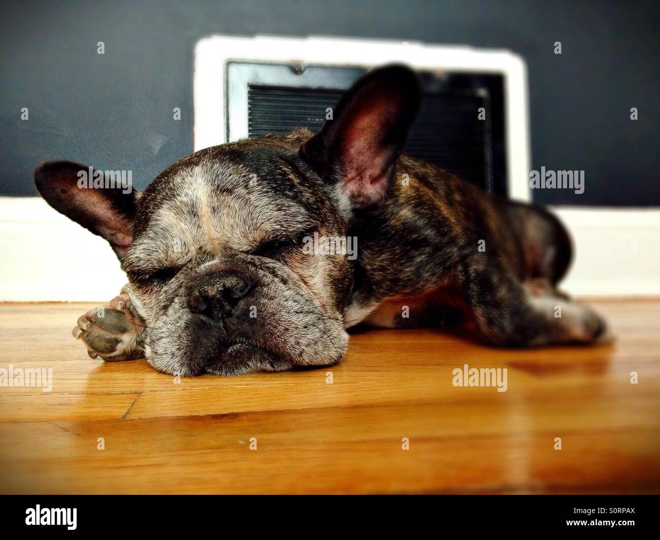 An old French bulldog sleeping in front of a heating vent. Stock Photo