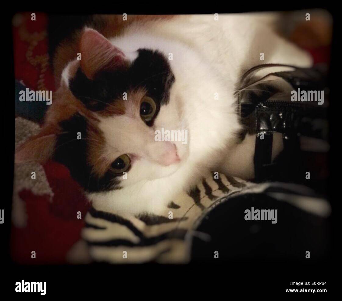 Miss cat hires stock photography and images Alamy