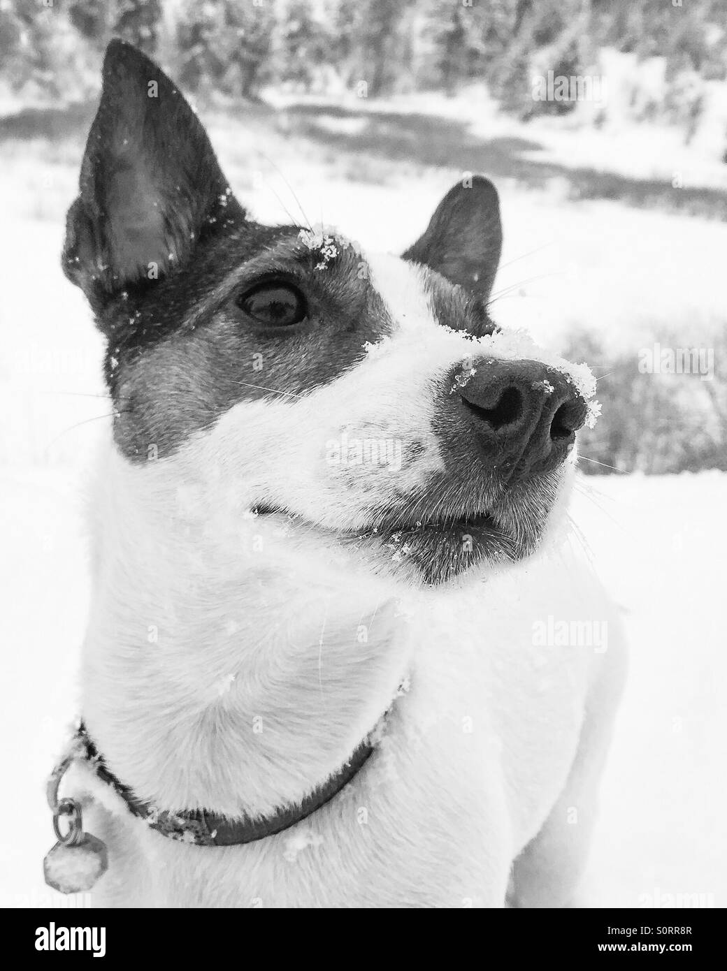Closeup of Jack Russell Terrier dog with snow on her face. In black and white. - Smartphone Captured Stock Image