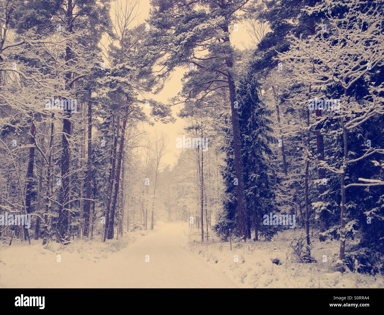 Winter scene in snowy forest - Smartphone Captured Stock Image