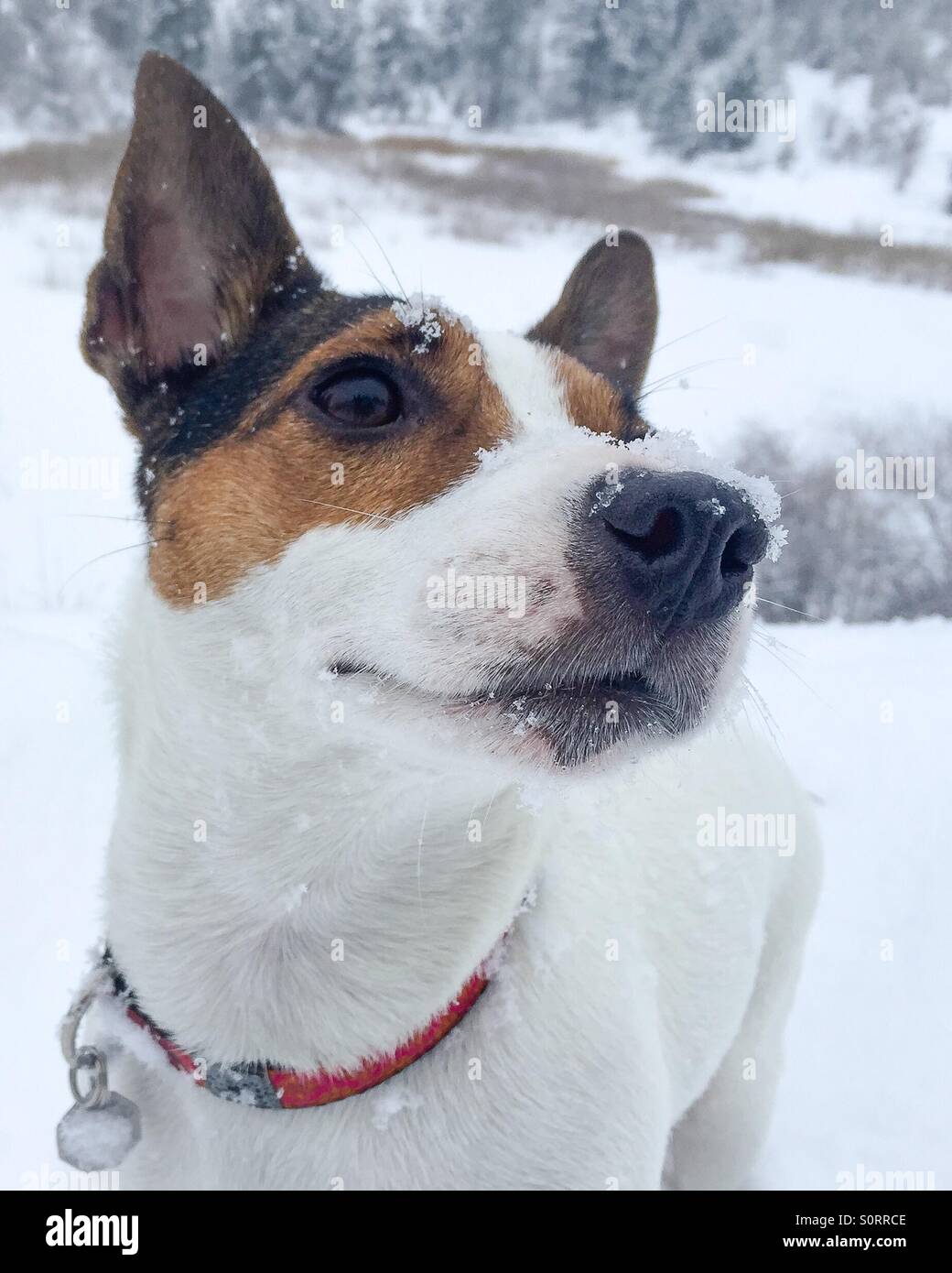 Close up of Jack Russell Terrier dog with snow on her face on a snowy winter day. Outdoors shot. - Smartphone Captured Stock Image
