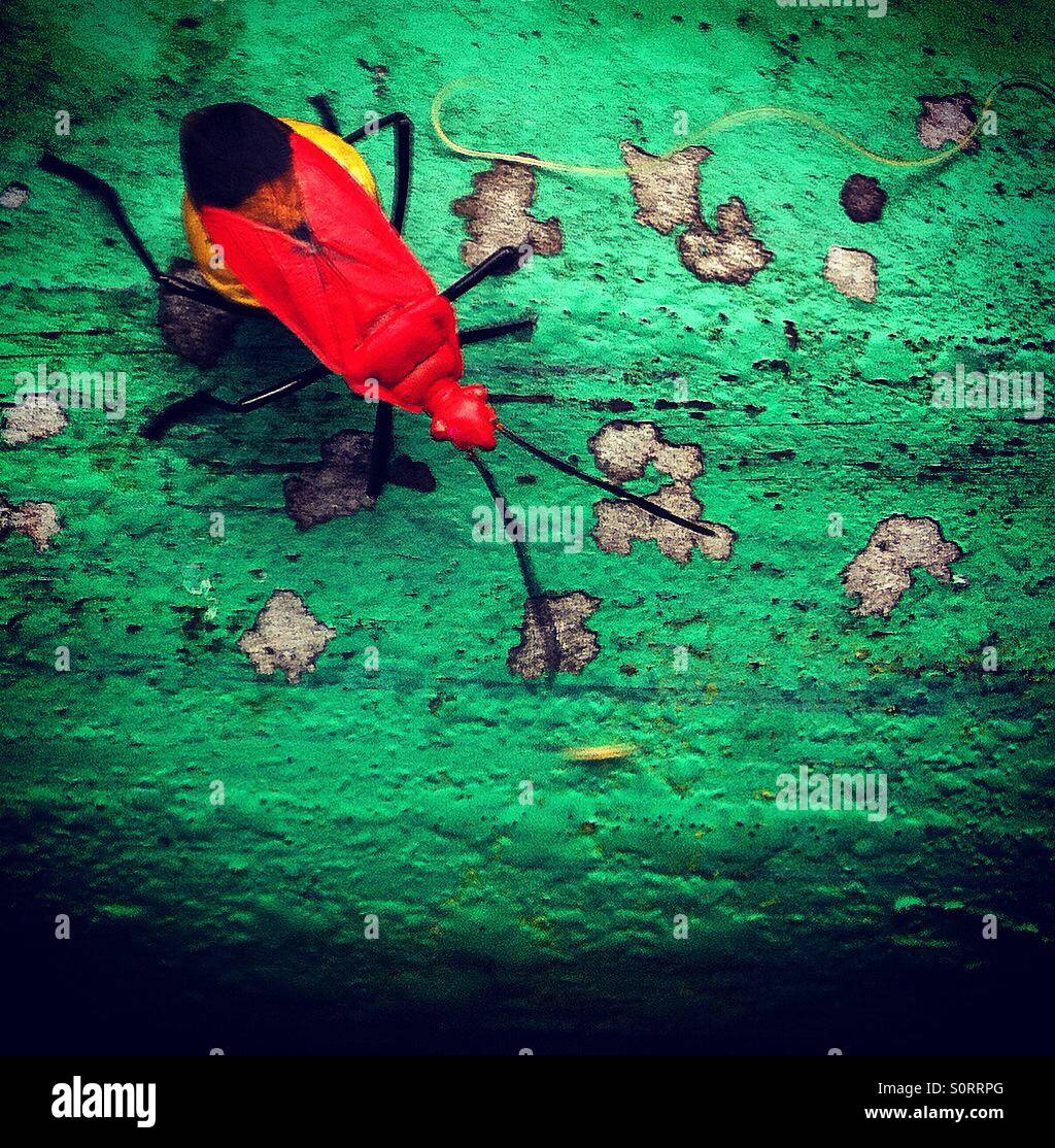 Red antenna insect hi-res stock photography and images - Alamy