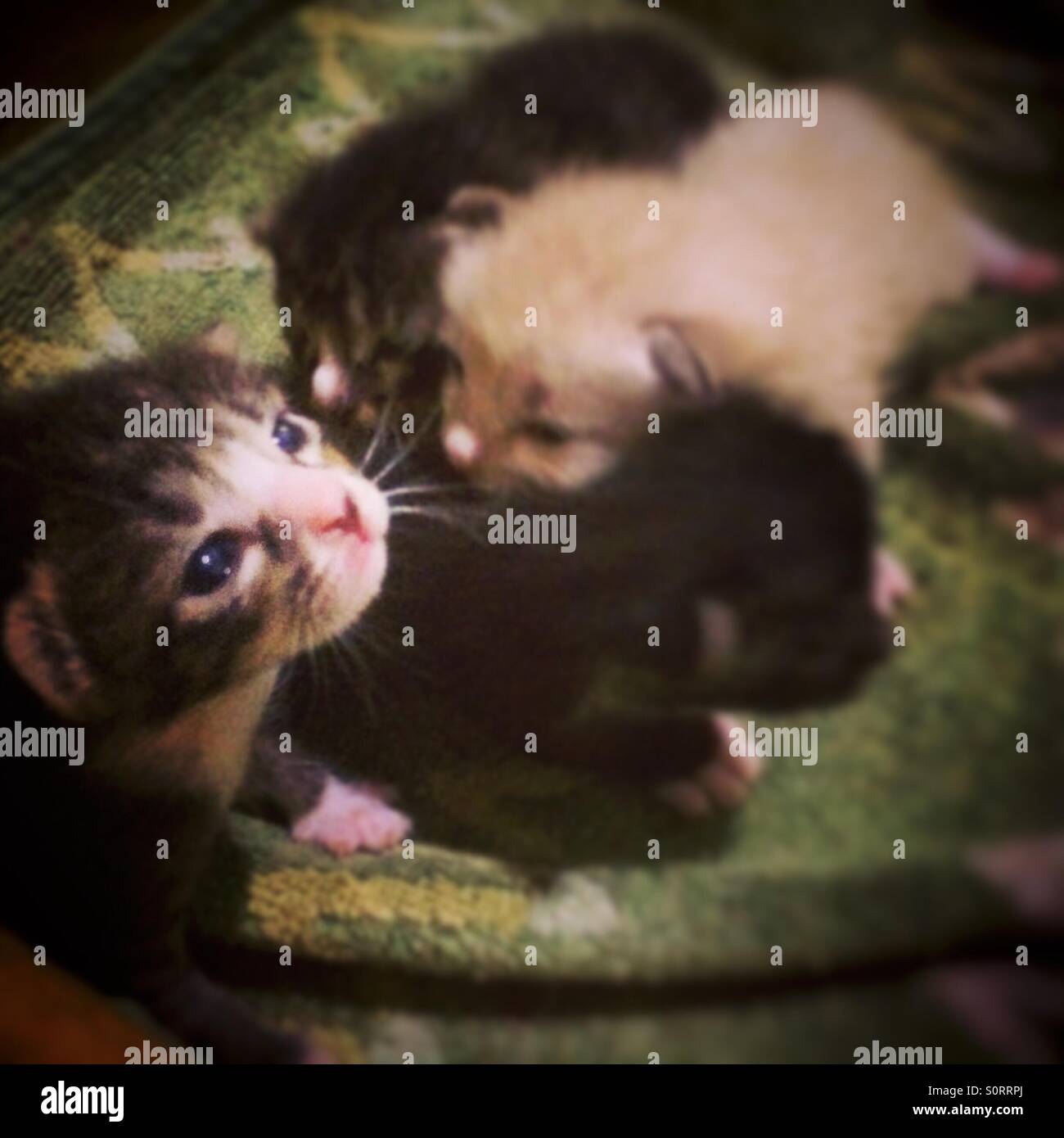 Newborn kittens sleeping hires stock photography and images Alamy