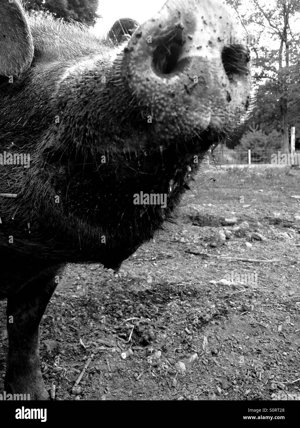 Pig nose close-up Stock Photo