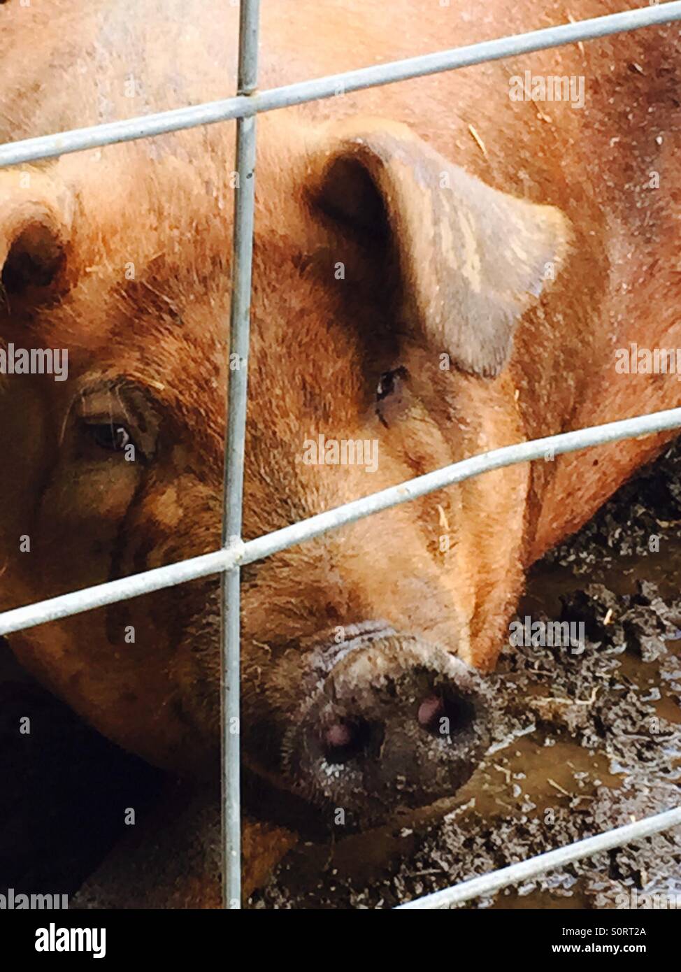 Pig closeup through fence Stock Photo